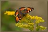 butterfly_1_286
