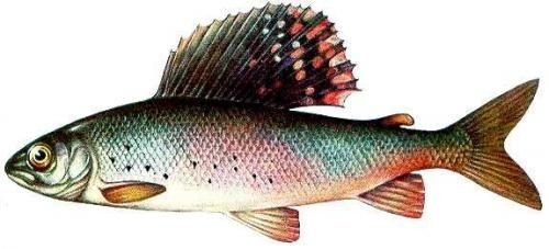 ловля хариуса зимой